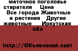 маточное поголовье старателя  › Цена ­ 2 300 - Все города Животные и растения » Другие животные   . Иркутская обл.